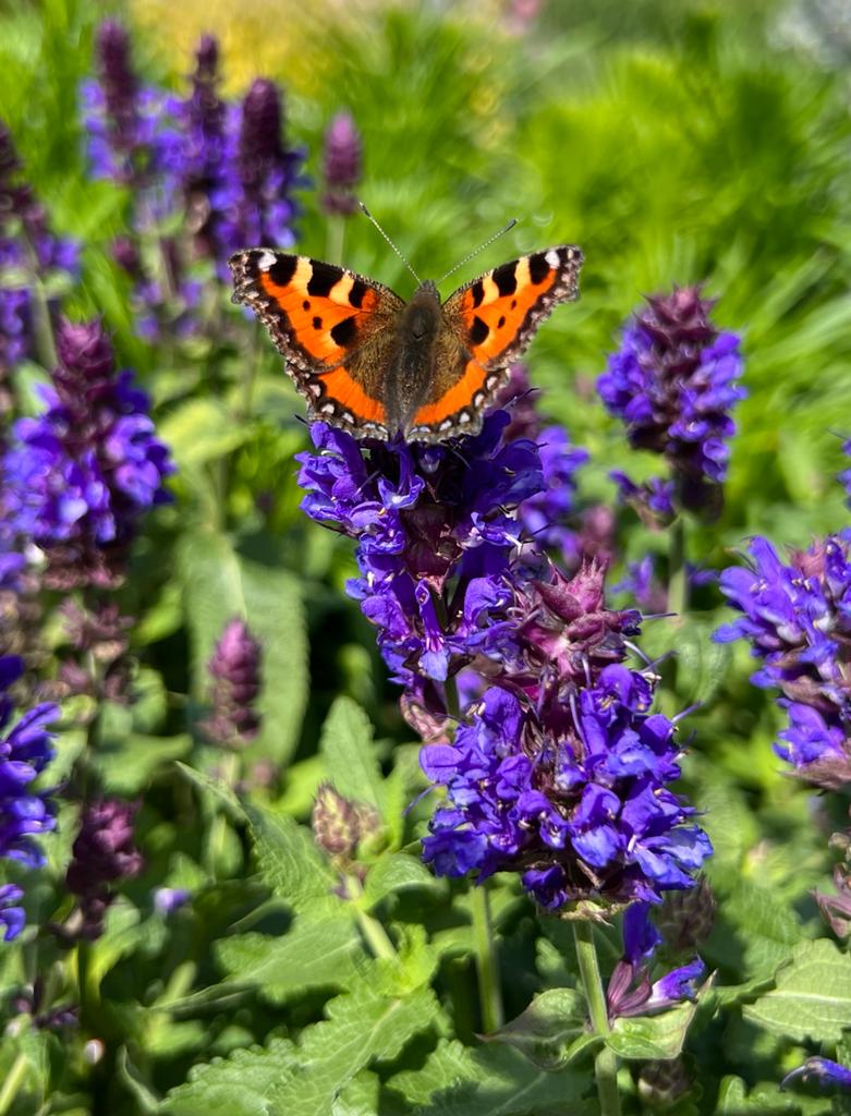 How To Make Your Garden A Sanctuary For Endangered Birds & Wildlife (& The Benefits)