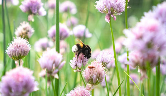 Creating a pollinator-friendly garden