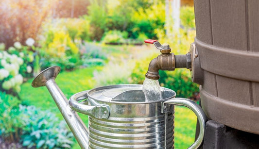 Water-Saving Solutions for Your Garden: Tips for Drier Summers