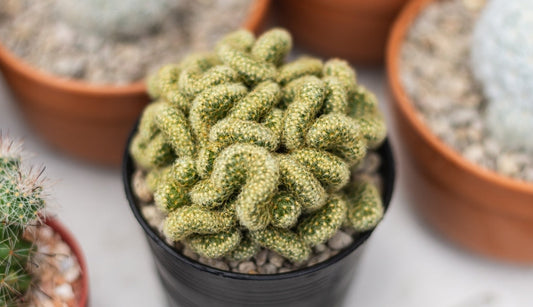 Spooky Houseplants to Give Your Home a Hauntingly Beautiful Vibe