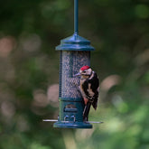 The Squirrel Buster 0.75L Squirrel-Proof Bird Feeder