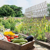 240cm Bamboo Canes Bulk Bundle