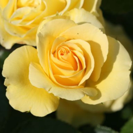 'Anniversary Wishes' Rose Golden Yellow 3L