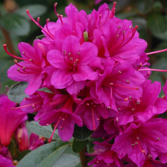 Azalea 'Amoena' 3L