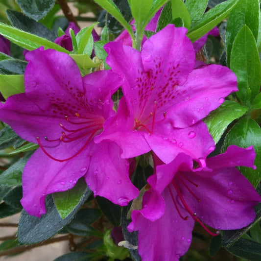 Azalea 'Blue Danube' 3L