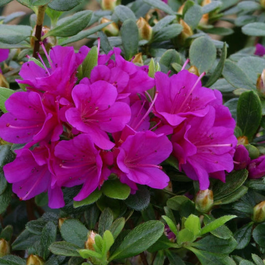 Azalea 'Geisha Purple' 3L