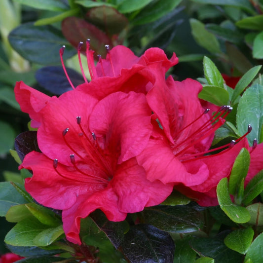 Azalea 'Johanna' 3L