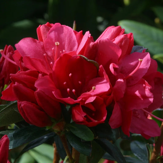 Azalea 'Madame Galle' 3L