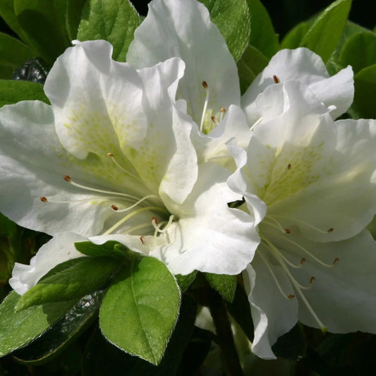 Azalea 'Mary Helen' 3L
