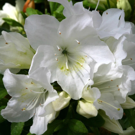 Azalea 'Pleasant White' 3L