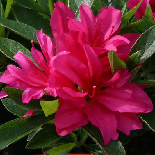 Azalea 'Rosa' 3L