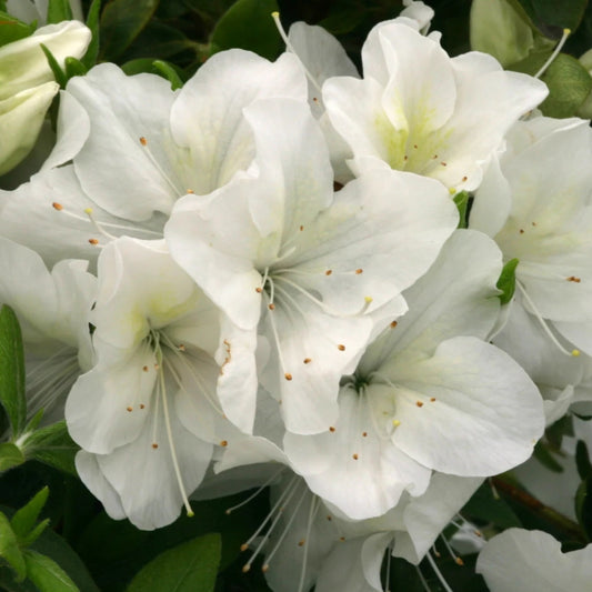 Azalea 'Rose Greeley' 3L