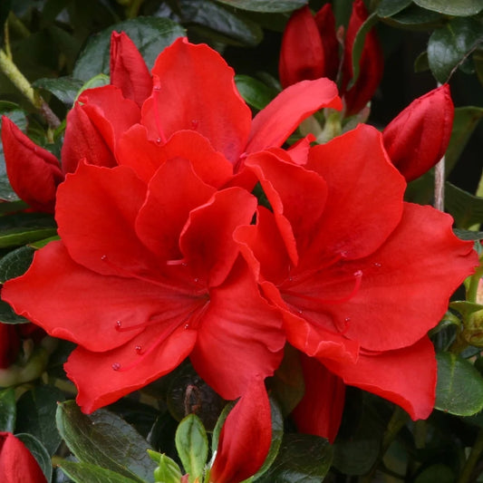 Azalea 'Santa Maria' 3L