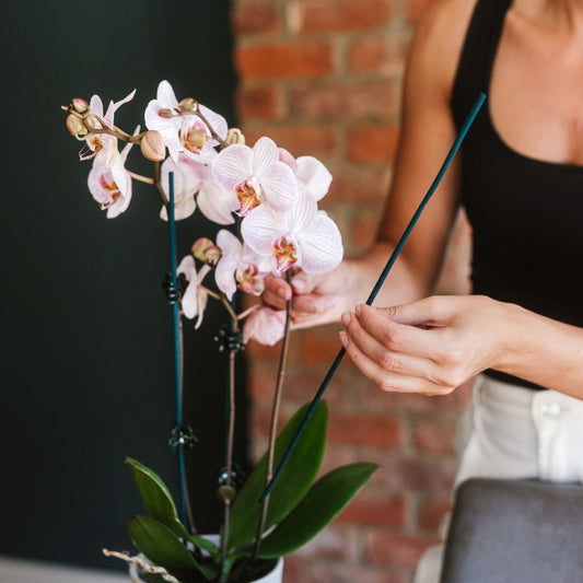 Bamboo Plant Support Sticks 40cm Pack of 25