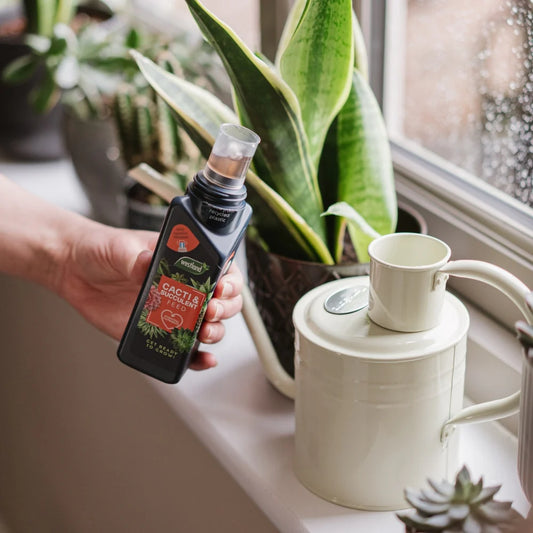 Westland Cacti & Succulent Feed Concentrate 200ml