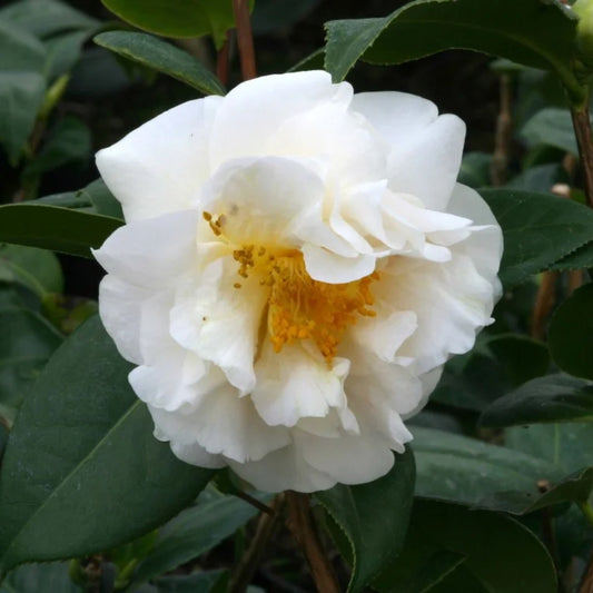 Camellia 'ETR Carlyon' 4L