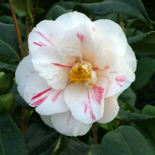 Camellia 'Lady Vansittart' 4L
