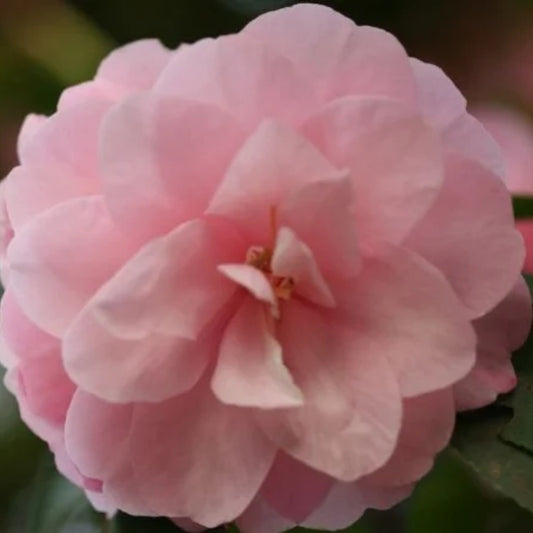 Camellia 'Spring Festival' 4L