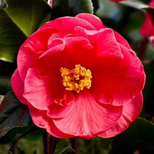 Camellia 'Dr King' 4L