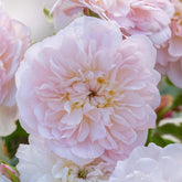 Rose 'Elizabeth' English Shrub Rose 6L