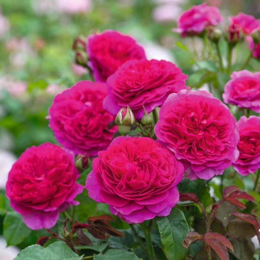Rose 'Gabriel Oak' English Shrub Rose 6L