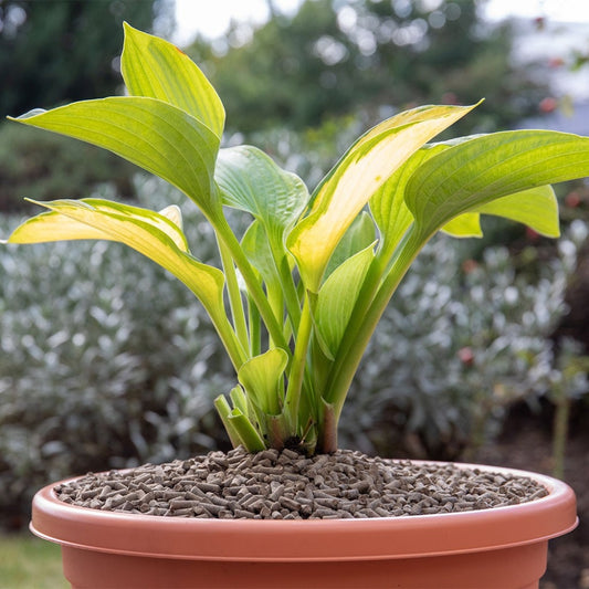 Growing Success Organic Slug Stop Barrier Pellets 2.25kg