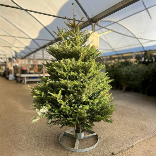 Korean Fir Premium Grade 175 to 200cm