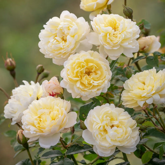 Rose 'Nye Bevan' English Shrub Rose 6L