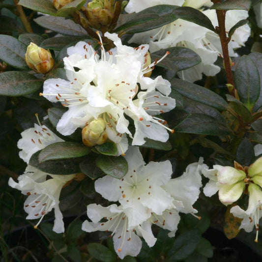 Rhododendron 'Cream Crest' 3L