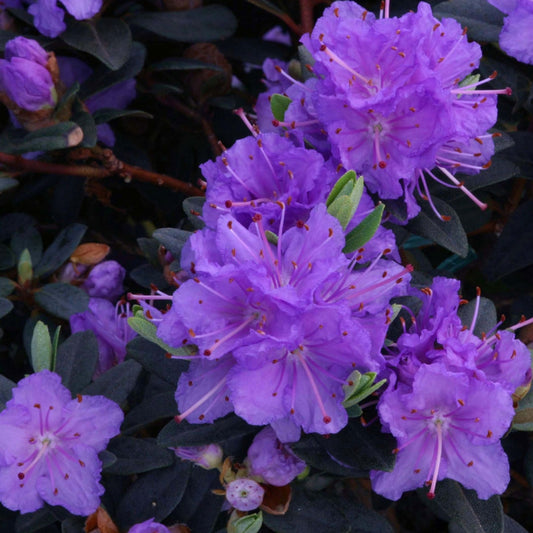 Rhododendron 'Purple Gem' 3L