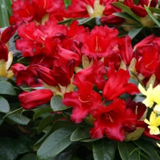 Rhododendron 'Bengal' 3L