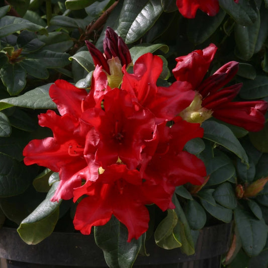Rhododendron 'Elizabeth Hobbie' 3L