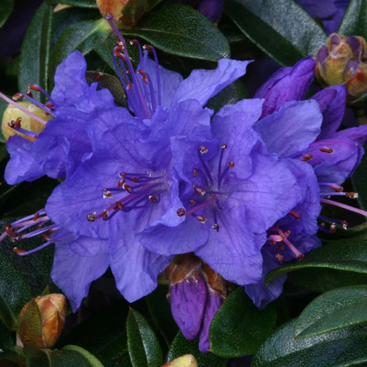 Rhododendron 'Gristede' 3L