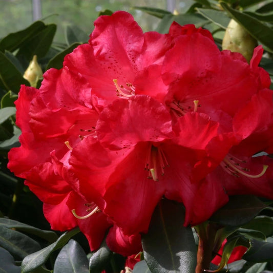 Rhododendron 'Half Dan Lem' 7.5L