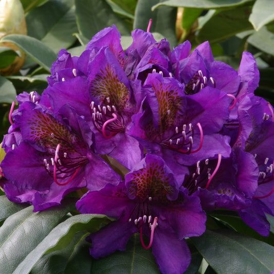 Rhododendron 'Marcel Menard' 7.5L