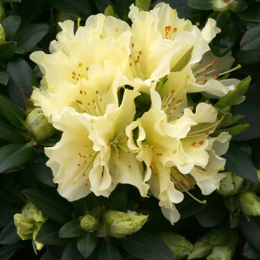 Rhododendron 'Patty Bee' 3L