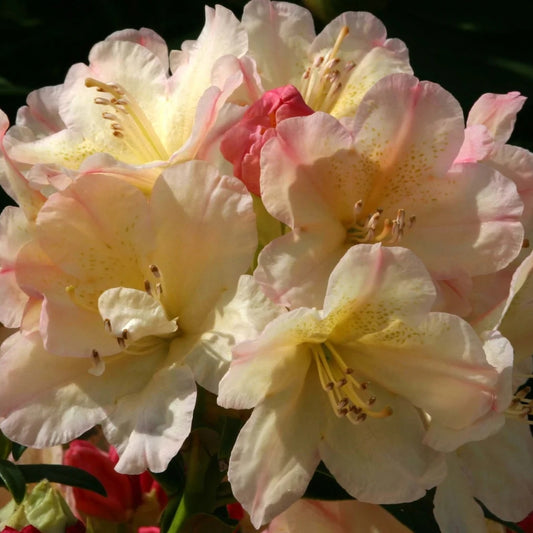 Rhododendron 'Percy Wiseman' 3L