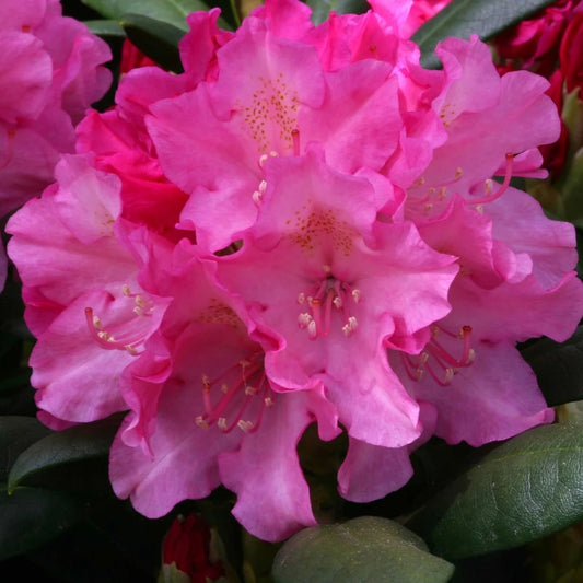 Rhododendron 'Polaris' 3L