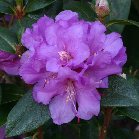 Rhododendron 'Praecox' 3L