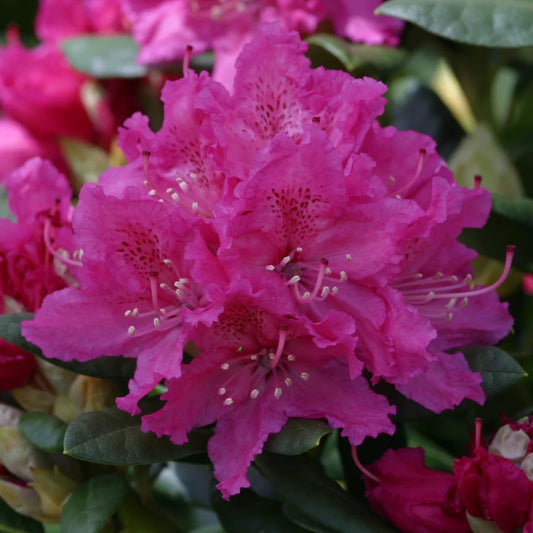 Rhododendron 'Rocket' 7.5L