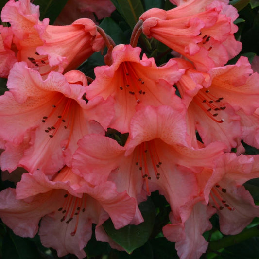 Rhododendron 'Tortoiseshell Orange' 7.5L
