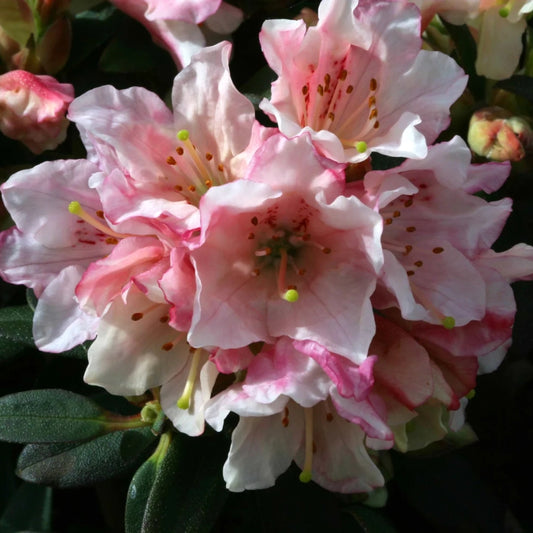 Rhododendron 'Wee Bee' 3L