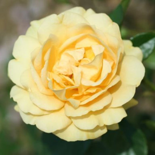 Rose 'Absolutely Fabulous' Floribunda Rose 3L