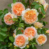 Rose ‘Bathsheba’ English Climbing Rose 6L