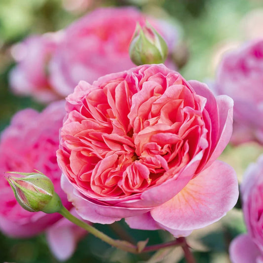 Rose 'Boscobel' English Shrub Rose 6L