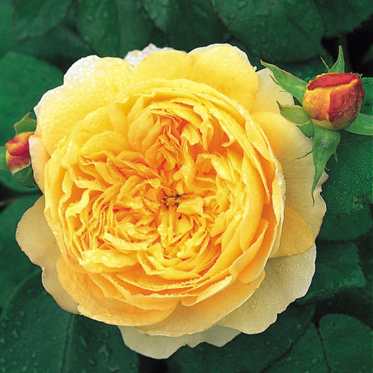 Rose 'Charles Darwin' English Shrub Rose 6L