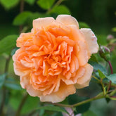 Rose ‘Dame Judi Dench’ English Shrub Rose 6L
