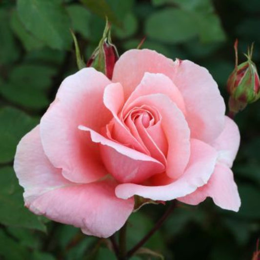 Rose 'Dancing Queen' Climbing Rose 4L