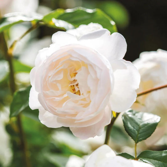 Rose ‘Desdemona’ English Shrub Rose 6L