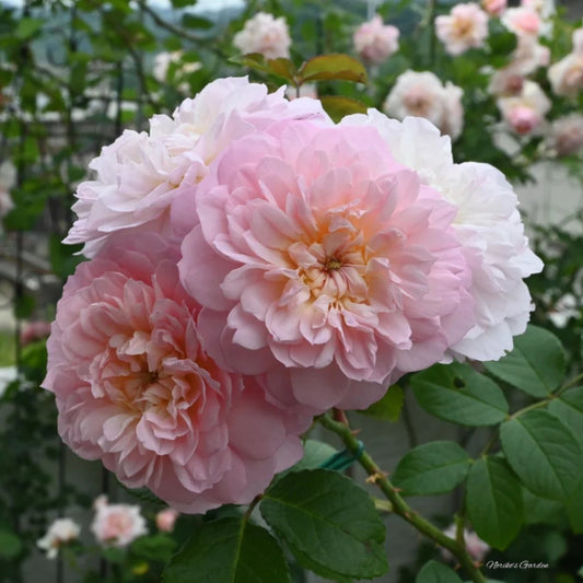 Rose 'Elizabeth' English Shrub Rose 6L
